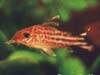 Corydoras robineae