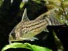 Corydoras schwartzi