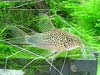 Corydoras similis