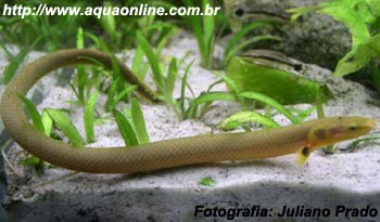 UM PEIXE QUE PARECE UMA COBRA??? TENHA JA UMA COBRINHA KUHLI NO SEU  AQUARIO! (Aquatica Brazil) - Peixe Mania