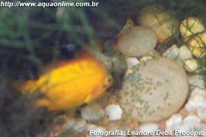 Etroplus maculatus cuidando dos ovos