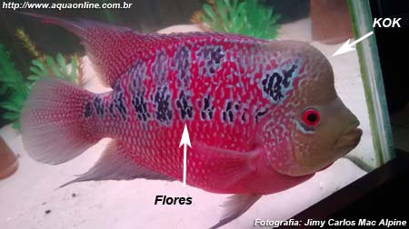 Flowerhorn ZZ (Zhen Zhou)