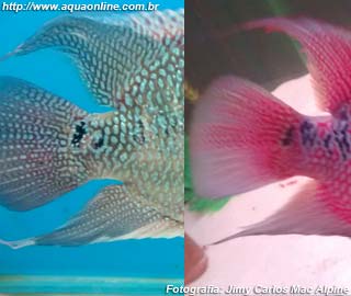 Flowerhorn ZZ Blue Dragon (esquerda) e ZZ Red Dragon (direita)