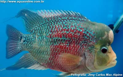 Flowerhorn