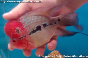 Flowerhorn sendo acariciado pelo aquarista