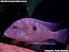 Geophagus surinamensis