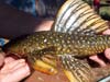 Hypostomus luteus