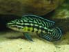 Julidochromis marlieri