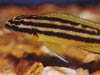 Julidochromis ornatus