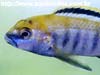 Labidochromis lividus