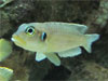 Lamprologus ocellatus