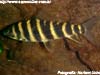 Leporinus fasciatus