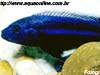 Melanochromis chipokae