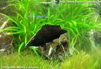 Peixe Folha (Monocirrhus polyacanthus)