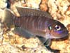 Neolamprologus brevis