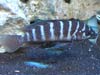 Neolamprologus cylindricus