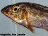 Nimbochromis linni