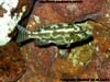 Nimbochromis livingstonii