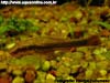 Otocinclus sp.