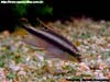 Pelvicachromis pulcher