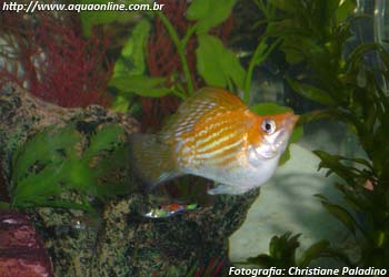 Molinésia Velifera variedade Tigre Balão (Poecilia latipinna)