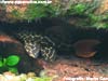 Pseudacanthicus leopardus