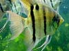 pterophyllumleopoldimn