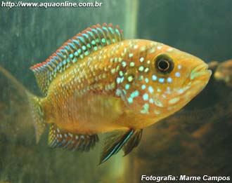 Jack Dempsey (Rocio octofasciata) jovem