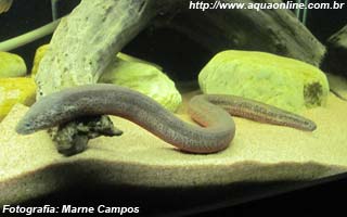 Peixes de água doce do Brasil - Mussum (Synbranchus marmoratus