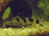 Synodontis decora