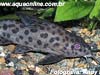 Synodontis ocellifer