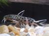 Synodontis petricola