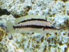 Telmatochromis brichardi