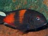 Tropheus sp. 'Black'