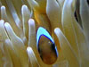 Amphiprion frenatus