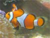 Amphiprion percula