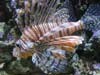 Pterois volitans