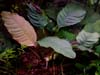 Anubias barteri Coffeefolia