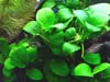 Anubias barteri Nana Petit