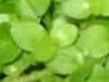 ”Bacopa