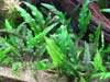 Cryptocoryne affinis