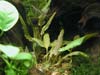 Cryptocoryne beckettii