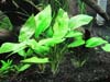 Cryptocoryne pontederifolia