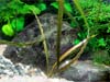 ”Cryptocoryne