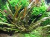 Cryptocoryne wendtii