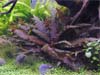 Cryptocoryne wendtii Tropica