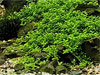 Hemianthus callitrichoides Cuba