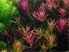 ”Limnophila