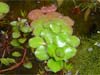 Ludwigia helminthorrhiza