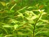 Ludwigia mullertii